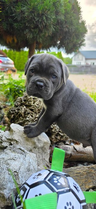 Cane corso Szczeniak