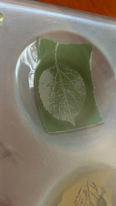 Prato decorativo com folhas - 4 Divisórias