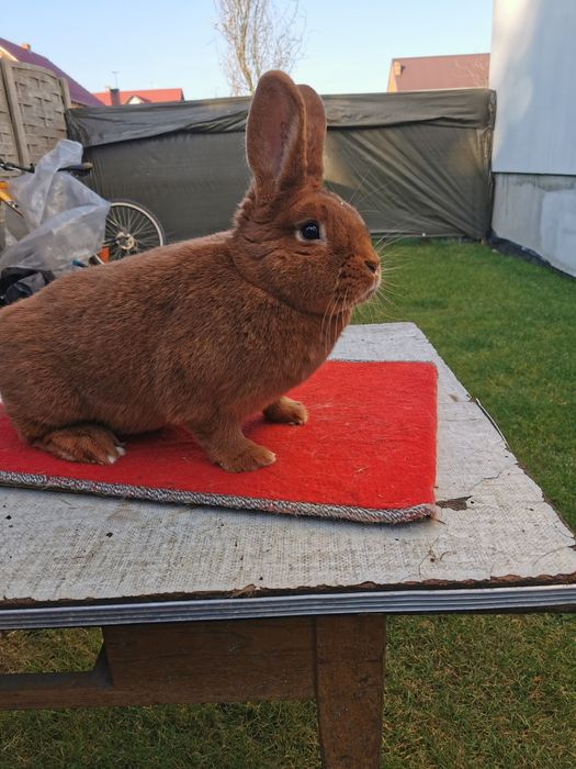 Nowozelandzki Czerwony