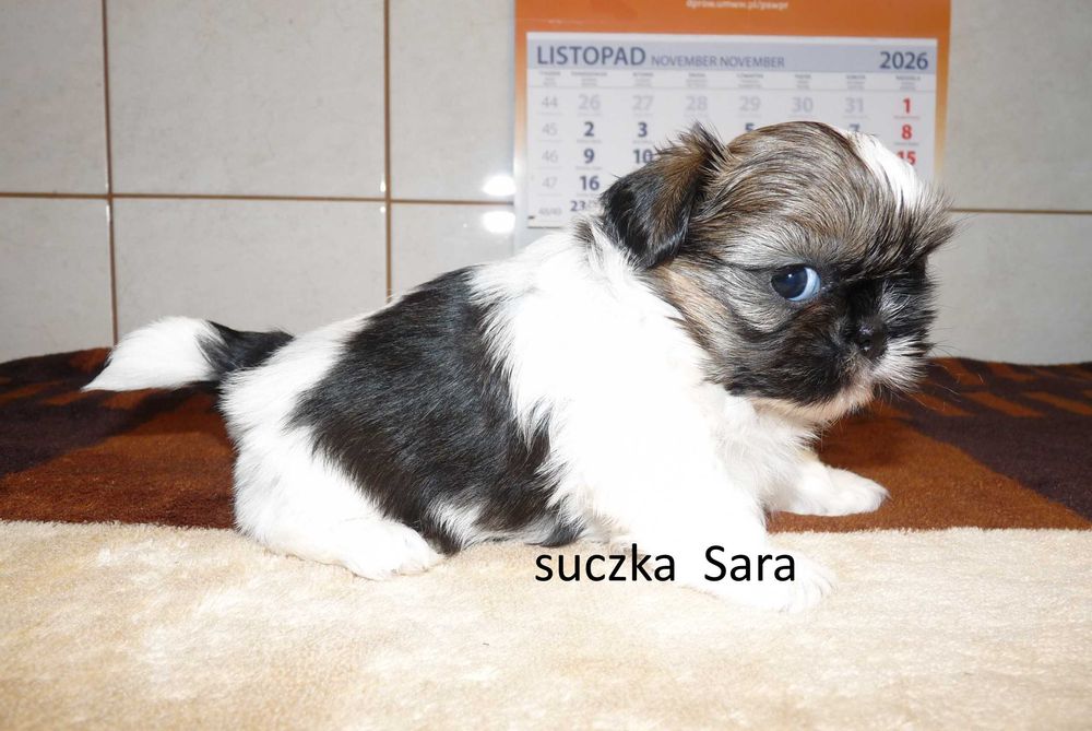 Shih tzu, suczka Sara do odbioru od 31 października.