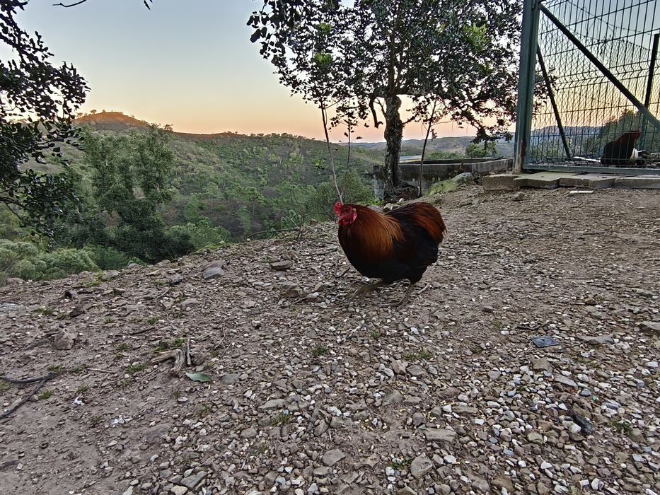 Galo araucano sem aretes