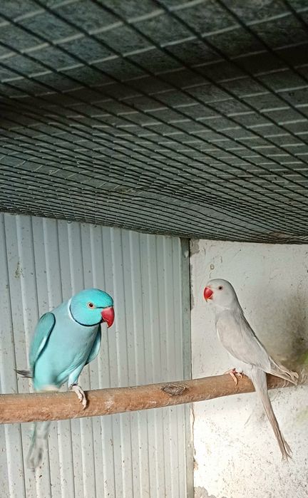 Ring Necks casais  entre outros