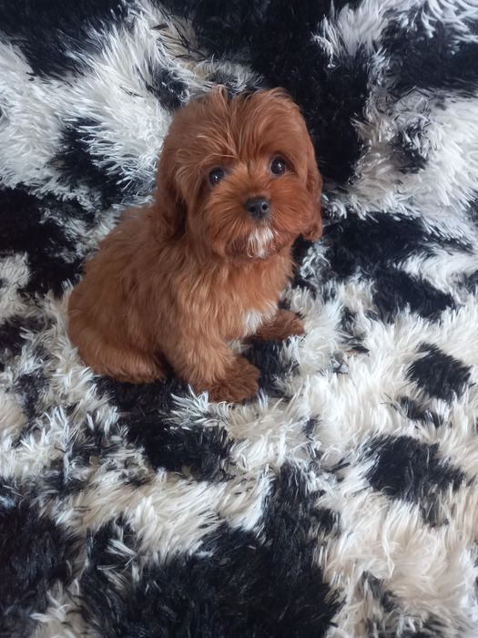 Cavapoo F1 dziewczynka mini. Badania genetyczne
