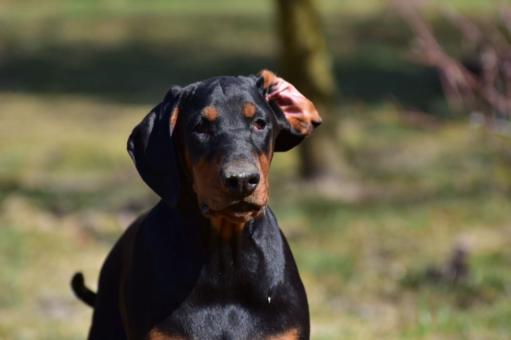 Doberman cudny podrośnięty piesek FCI z najlepszej hodowli w Polsce