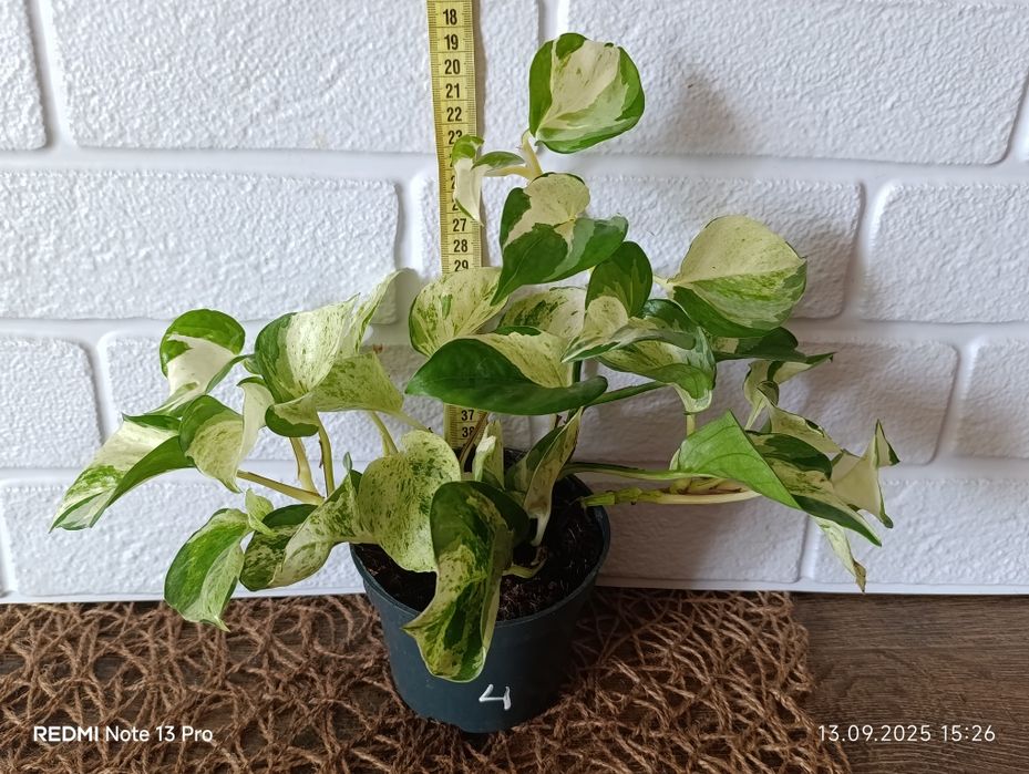 Епіпремнум хепі ліф