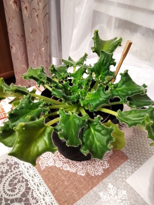 Фіалки, алоє, каланхоє.