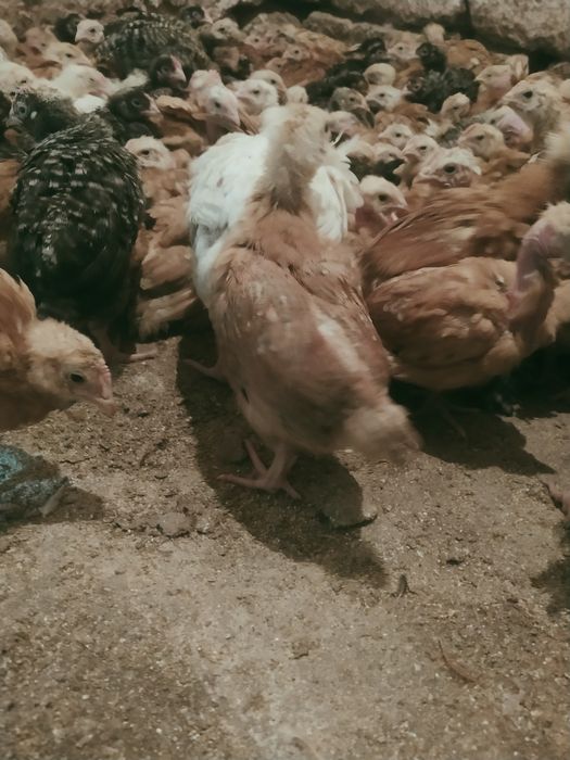 Продам курчата мясо-несушка вага 1 кг