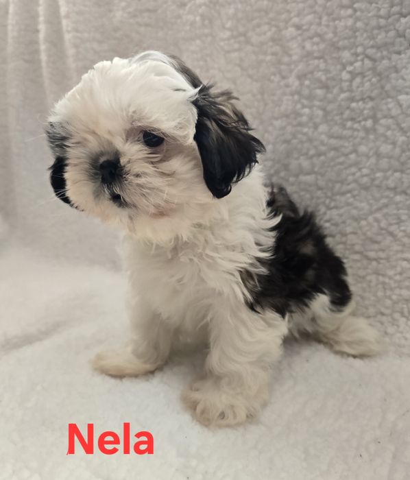 Śliczna suczka tricolor Shit Tzu