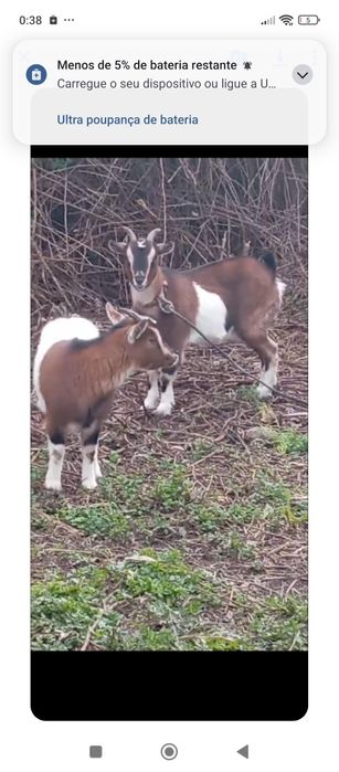 Vendo cabras prenhas