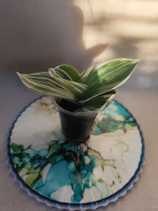 традесканция, традесканція