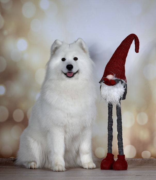 Samoyed ZkwP suczka.