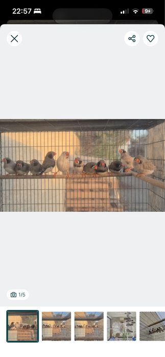 Mandarins de qualidade excional