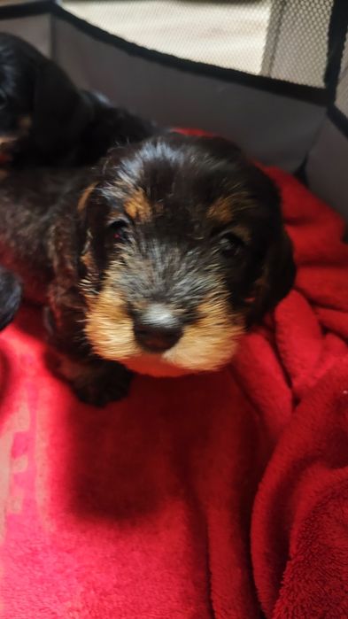 Jamnik szorstkowłosy