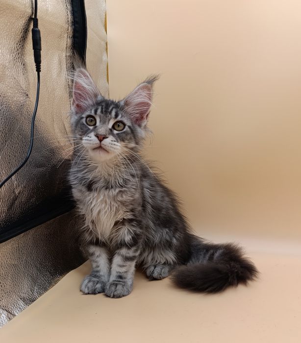 Елітні котики мейн куна в пошуках родини, з документами