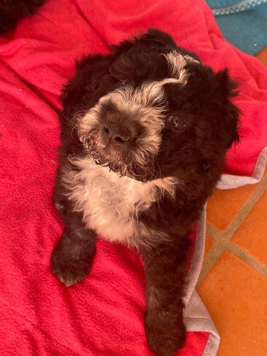 Bebés 2 meses para adoção responsável