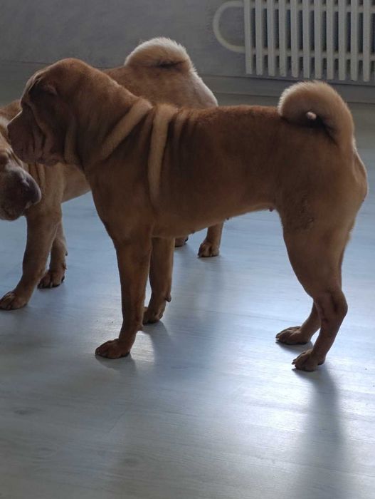 Отдам собаку породи шарпей дівчина вік 1,6 років