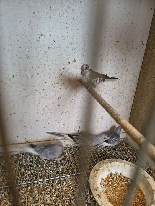 Gołąbki diamentowe dorosłe samce