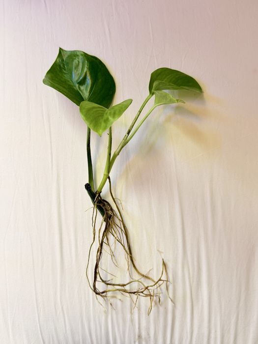 Epipremnum pinnatum Global Green SADZONKA CIĘTA