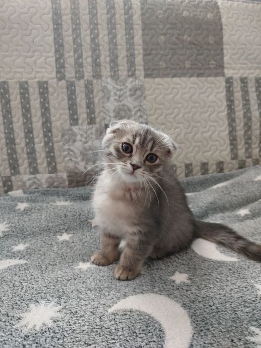 Британські кошенята