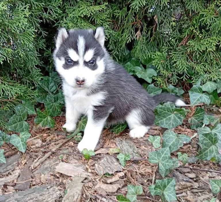 Siberian husky girl