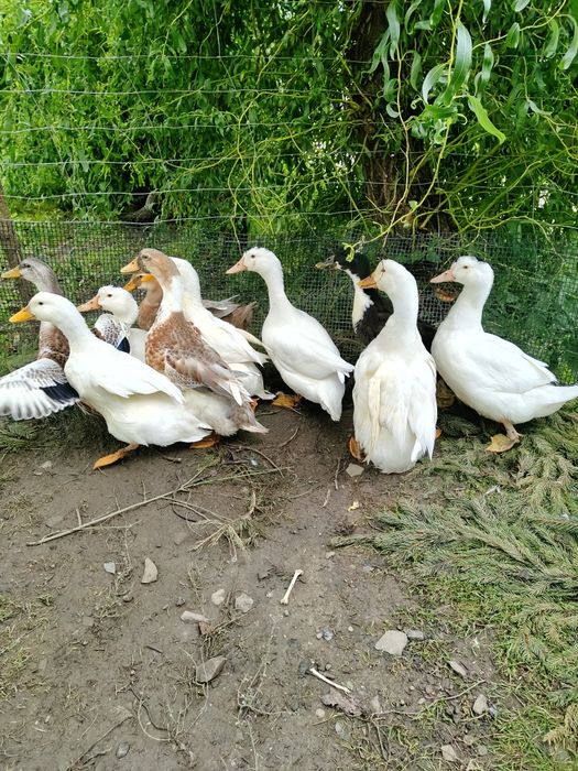 Sprzedam kaczki z własnej hodowli