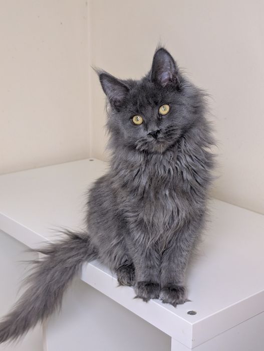 ELSA niebieska kotka Maine Coon. Zapraszamy