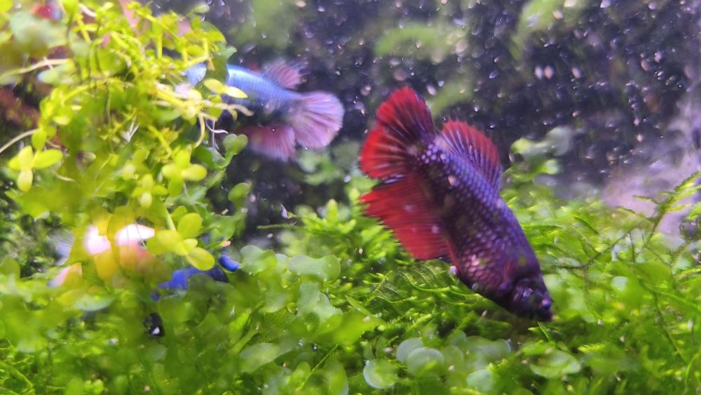 Bettas femmeas premium