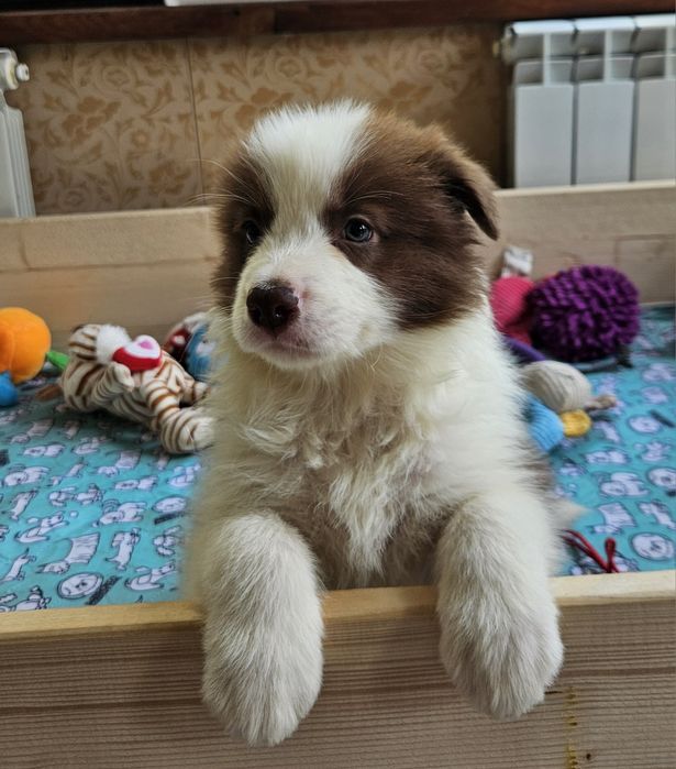 Цуценята бордер коллі!