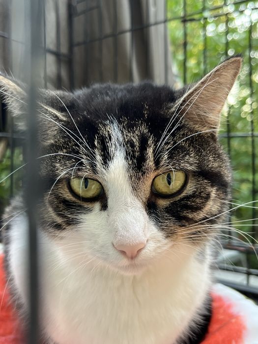 Młodziutka kotka Sówka szuka domu