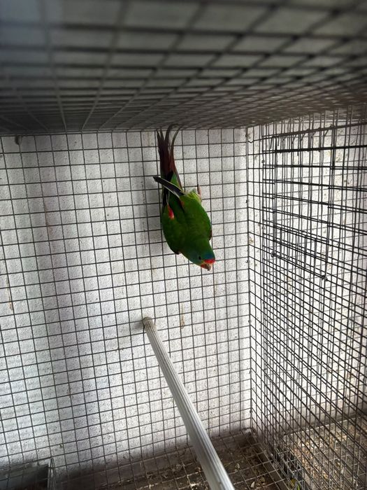 Casais de aves reprodutoras