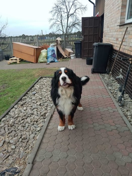 Sczeniaki Bernenski Pies Pasterski