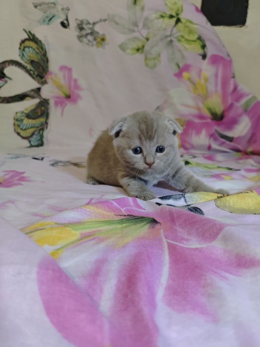 Шотландські  кошенята на бронювання
