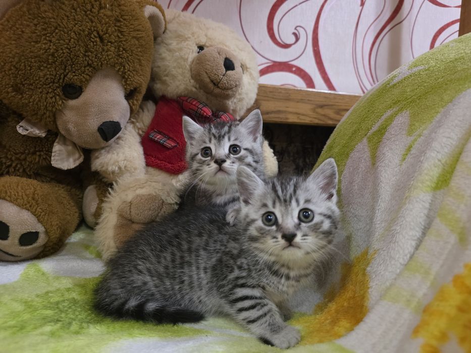 Котята шотландці гарнесенькі
