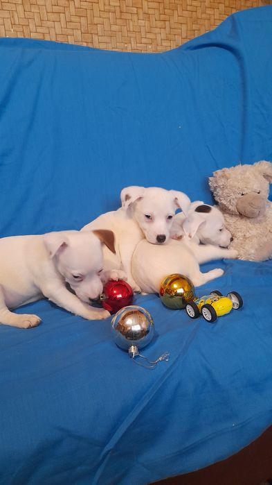 Дівченка джек Рассел тер'єр