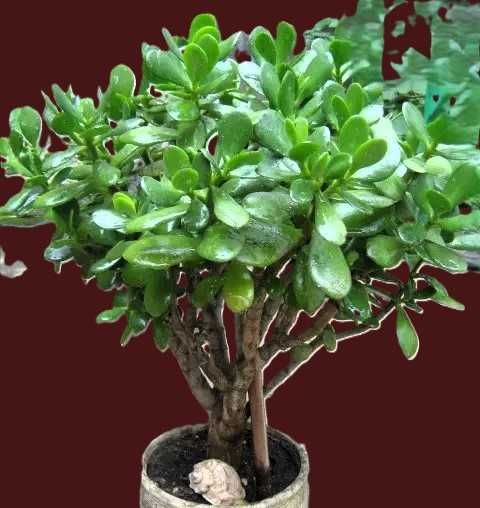 віддам черенки толстянки (грошове дерево)