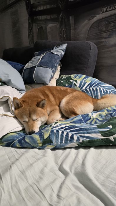 Ищем невесту для вязки