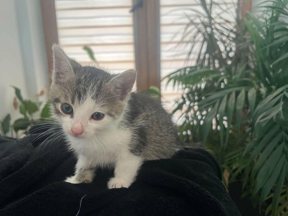 Oreo szuka domku