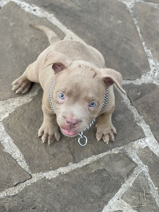 Американский булли