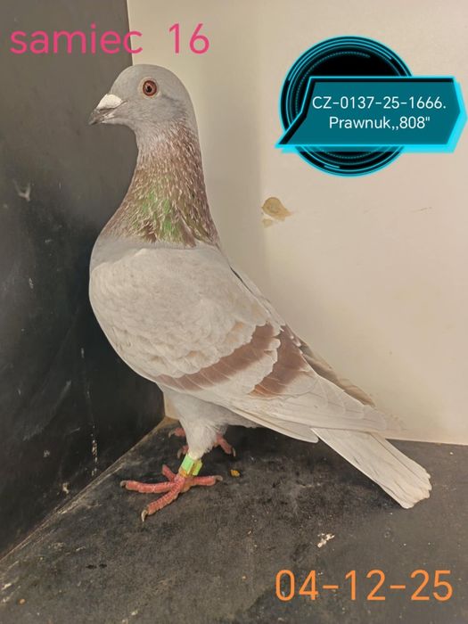 Golebie pocztowe w linii