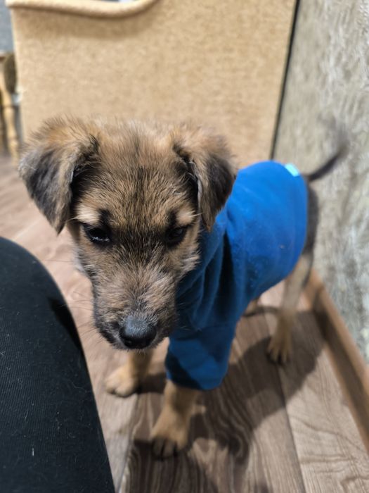 Віддамо щенят в хороші руки. Безкоштовно