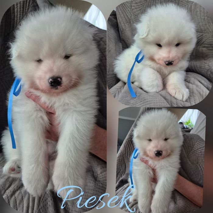 ODDAM Psy rasy samojed