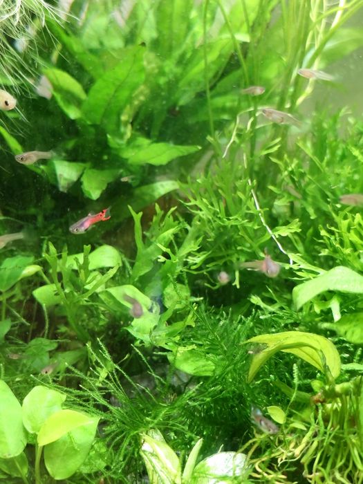 Guppy enlder vermelho