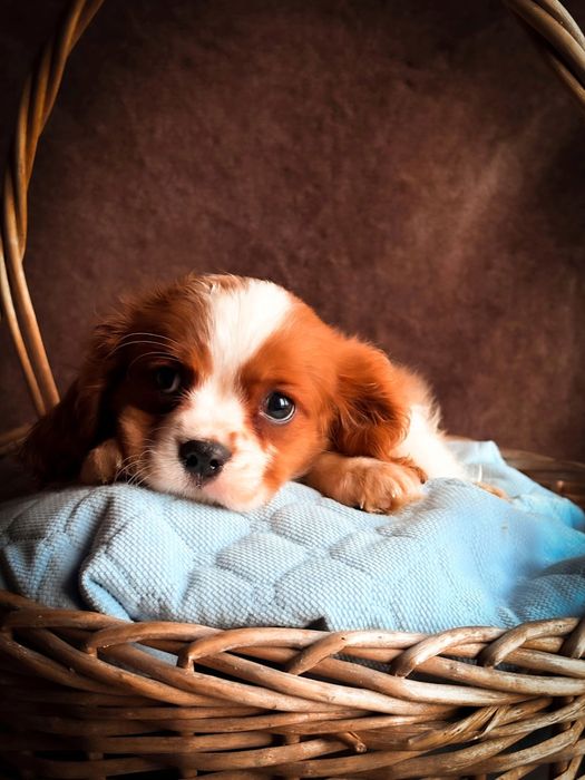Idealny Cavalier King Charles Spaniel po szkoleniu behawioralnym
