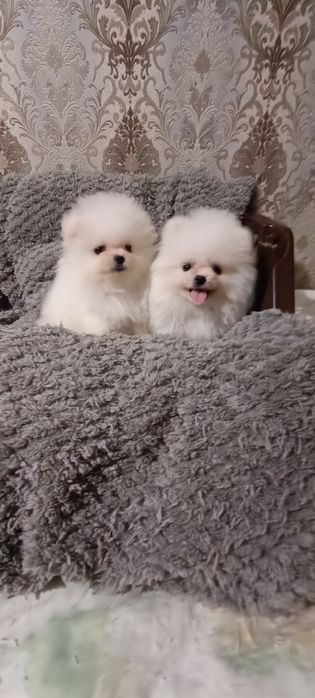 Цуценята породи померанський шпіц