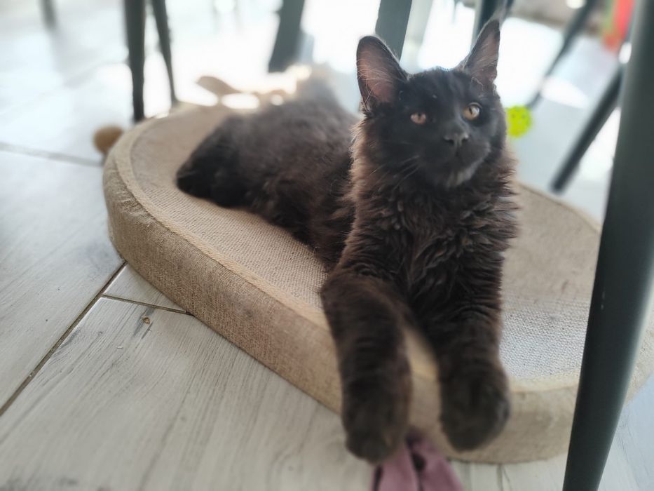 Czarny kocurek Maine Coon