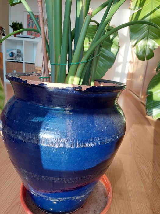 Strelitzia nicolai 150-170cm