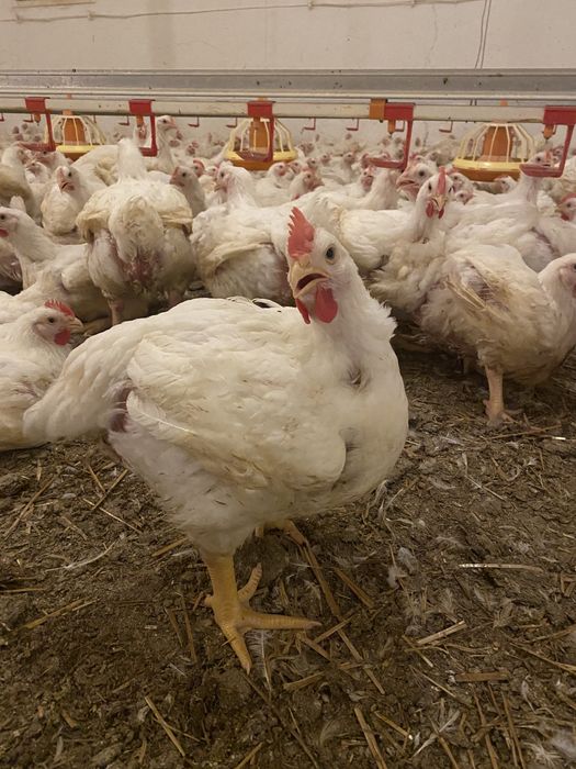 Kurczeta, kurczaki,brojler, drób… od 2.02.2025 do 8.02.2026