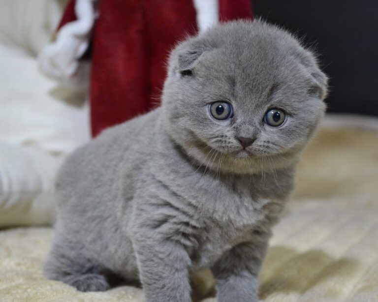 Шотландська дівчинка