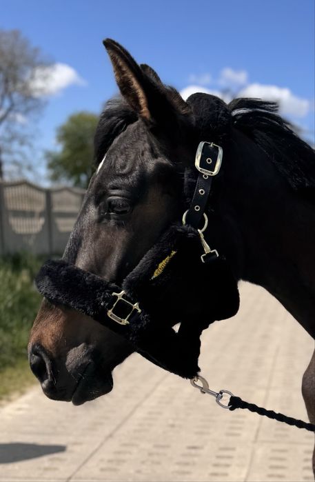 Kantar Kentucky z futrem Full