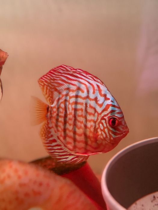 Vendo red turquoise discus